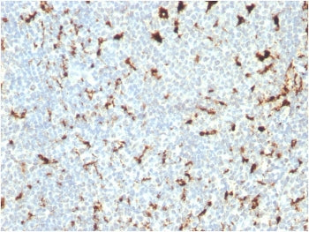 IHC staining of FFPE human tonsil with CD68 antibody (clone C68/2511). HIER: boil tissue sections in
