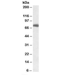 Western blot testing of HEK293 lysate with USH1C antibody at 0.1ug/ml. Predicted molecular weight: ~