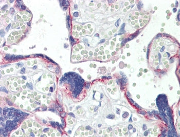 BOD1 Antibody / Biorientation defective protein 1