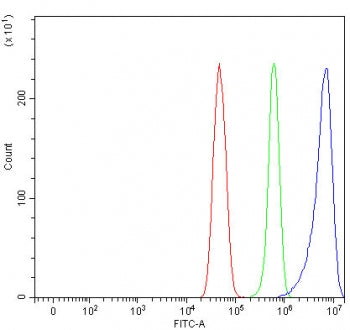 NECAB3 Antibody / N-terminal EF-hand calcium-binding protein 3