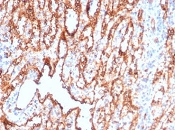 IHC staining of FFPE human spleen tissue with CD36 antibody (clone CD36/7217) at 2ug/ml. HIER: boil 