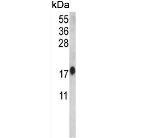 Calmodulin Antibody / CALM1