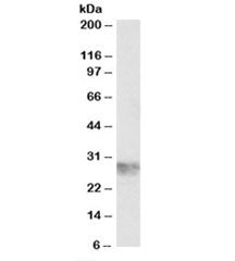 ICAM4 Antibody