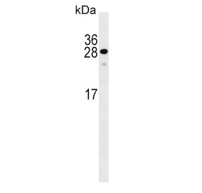 KLF9 Antibody