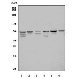 SPHK1 Antibody