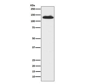 c-Kit Antibody / CD117