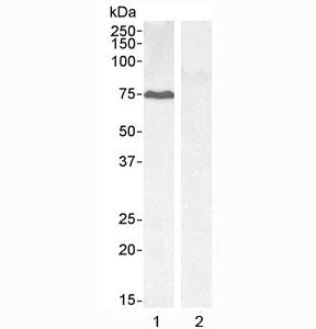 GADD34 Antibody