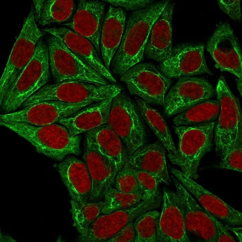 Immunofluorescent staining of permeabilized human HeLa cells with Pan Cytokeratin antibody (clone PC