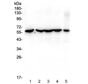 CCT3 Antibody