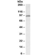 Calnexin Antibody
