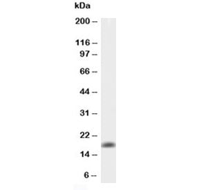 Mouse TNF alpha Antibody