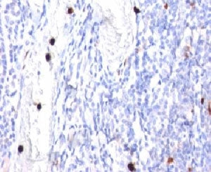 IHC: Formalin-fixed, paraffin-embedded human tonsil stained with G-CSF antibody (CSF3/900). Note spe