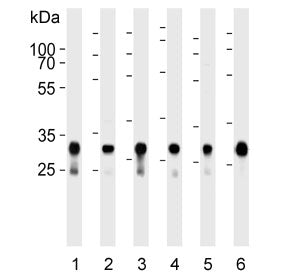 Cytochrome C1 Antibody / CYC1