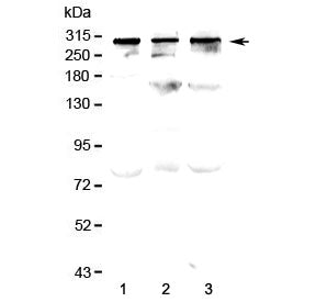TPR Antibody / Translocated promoter region protein