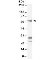 Sall4 Antibody