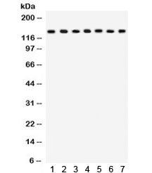 SAP97 Antibody / DLG1