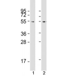 FZR1 Antibody / Fizzy related protein 1