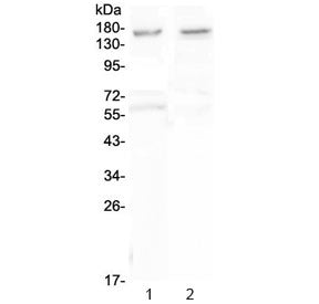 Neurexin 1 Antibody