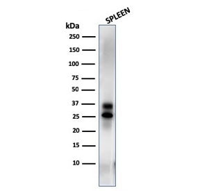 Granzyme B Antibody