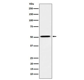 HNF4A Antibody