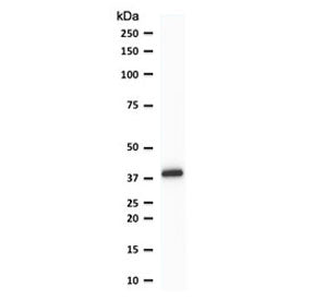 PU.1 Antibody / SPI1