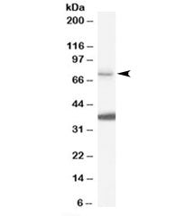 NEDD1 Antibody