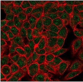 Immunofluorescent staining of PFA-fixed human HeLa cells using Myf-4 antibody (green, clone PCRP-MYO