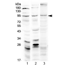 Western blot testing of 1) rat brain, 2) mouse brain and 3) human U-87MG lysate with Semaphorin 3A a
