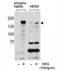 HER3 Antibody ERBB3 (phospho-Y1289)