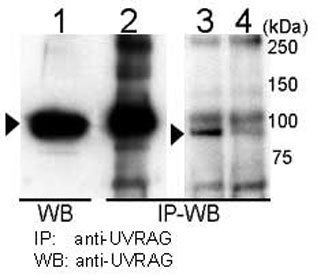 UVRAG Antibody