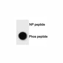 Phospho-ULK1 Antibody (pS317)