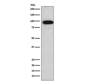 Villin Antibody