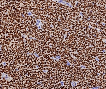 FOXL2 Antibody