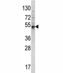 BMP3 Antibody