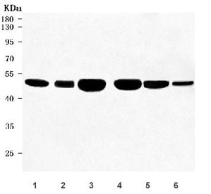 Western blot testing of 1) human HeLa, 2) human SH-SY5Y, 3) rat brain, 4) mouse brain, 5) mouse test