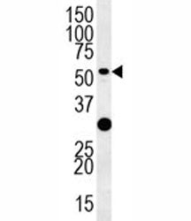 TRAF3 Antibody