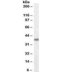 FAS Antibody