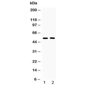 CHRM2 Antibody