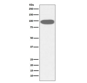 GRP94 Antibody / HSP90B1