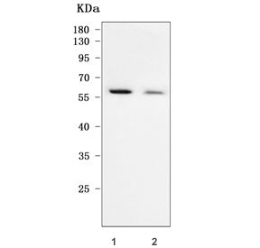 TAB1 Antibody / TAK1-binding protein 1 / MAP3K7IP1