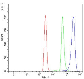 APAF1 Antibody