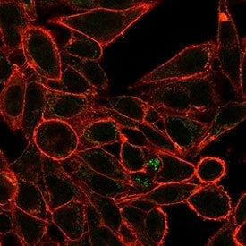 Immunofluorescent staining of PFA-fixed human HeLa cells using RXR gamma antibody (green, clone PCRP