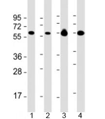 PACSIN2 Antibody