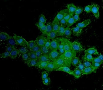 CD44 Antibody / HCAM