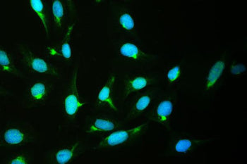 Immunofluorescent staining of FFPE human U-2 OS cells with CRM1 antibody (green) and DAPI nuclear stain (blue). HIER: steam section in pH6 citrate buffer for 20 min.