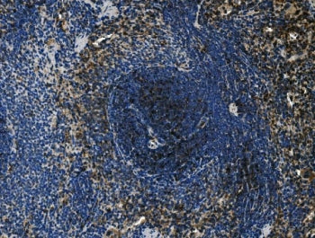 Cd4 Antibody