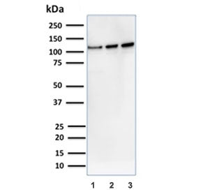 Vinculin Antibody