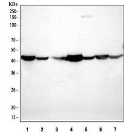 Western blot testing of 1) rat heart, 2) rat brain, 3) rat kidney, 4) mouse heart, 5) mouse brain, 6