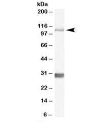 Insulin degrading enzyme Antibody