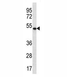 APOBEC3G Antibody